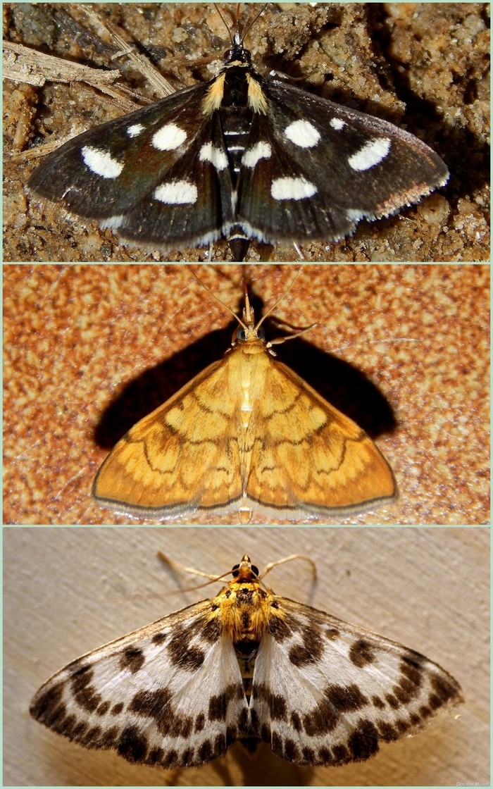 Un bel Crambidae:Anania hortulata